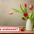 TULIPANY opadły? Sprawdź jak je uratować!