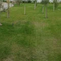 Aerator i wertykulator - kiedy stosować i jak?