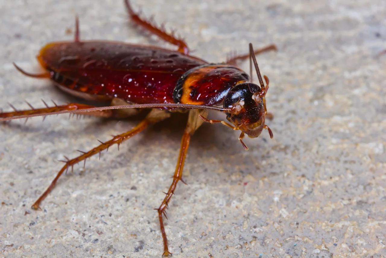 Jak pozbyć się karaluchów z domu?
