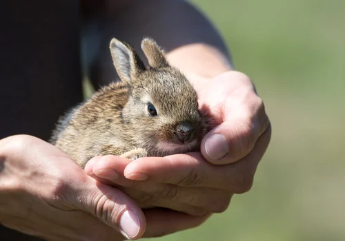 Dzień Pierwszej Pomocy dla Zwierząt Dzikich i Domowych: Jak Udzielić Pomocy Naszym Czworonożnym Przyjaciołom?