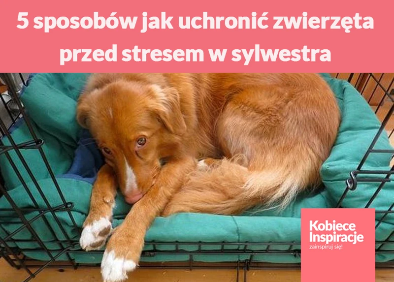 5 sposobów jak uchronić zwierzęta przed stresem w sylwestra