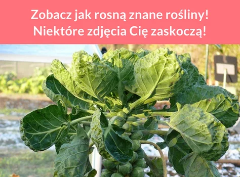 Zobacz jak rosną znane rośliny! Niektóre zdjęcia Cię zaskoczą!