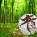 Latające kleszcze- widziałaś je w lesie? Dowiedz się, czy są groźne dla człowieka