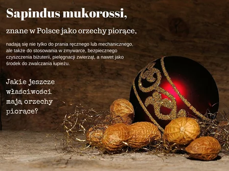 Orzechy piorące: zastosowanie, cena, opinie