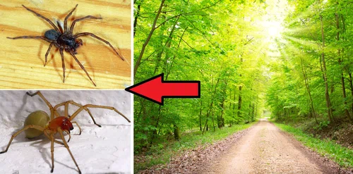 Jadowite pająki – rodzaje i miejsca występowania w Polsce!