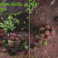Owsiane ciastka jeżyki - bez pieczenia