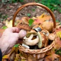 Rekordowy wysyp grzybów już za kilka dni! Mieszkańcom tych regionów się poszczęści