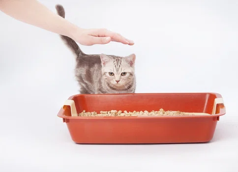Jak nauczyć kota korzystać z kuwety? 