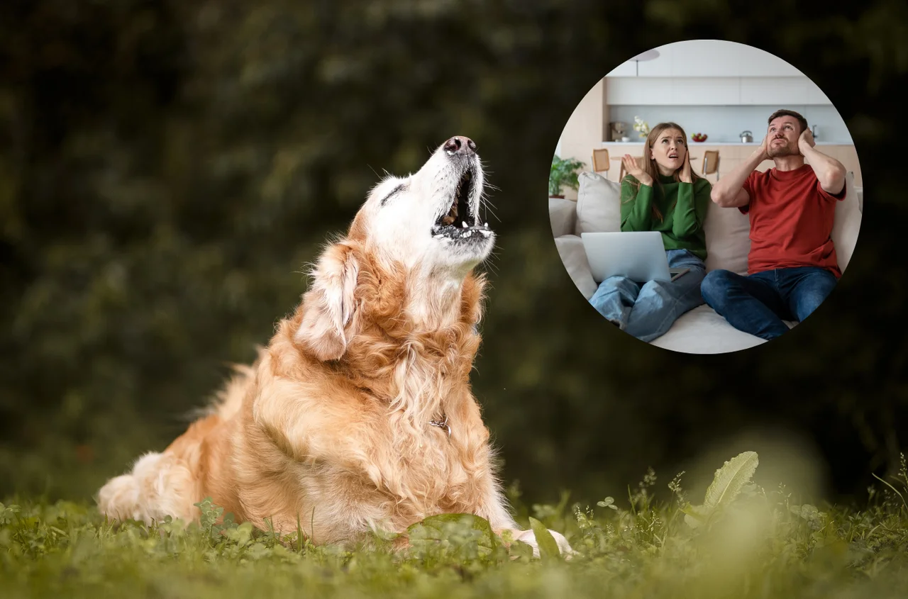 Sąsiedzi bezradni wobec szczekających psów? RPO apeluje o zmiany w przepisach!