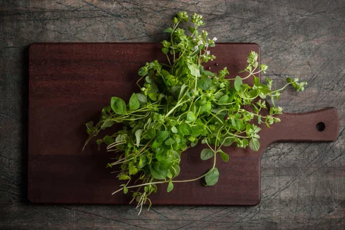 Właściwości oregano