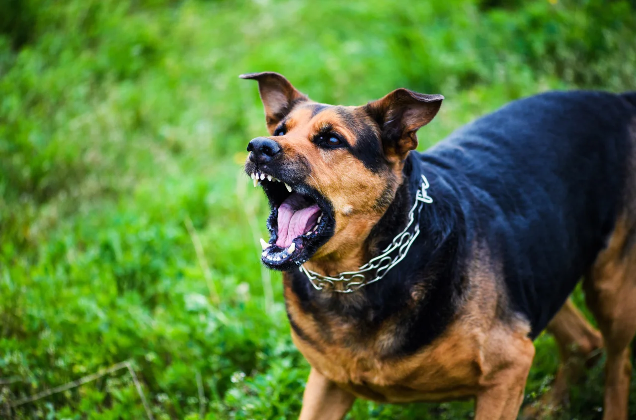 Pies pogryzł kobietę w centrum miasta. Właściciel usłyszał poważne zarzuty!