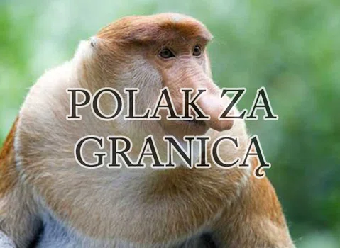 Polak za granicą, czyli Polak Polakowi… Polakiem.