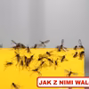 Wychodzisz na spacer i obsiadają Cię małe MUSZKI? To ZIEMIÓRKI!