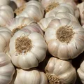 Dzień Czosnku: Święto Smaku i Zdrowia