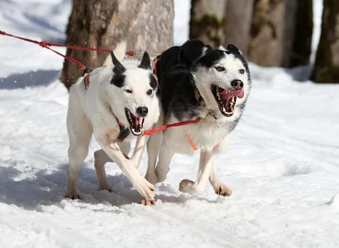 Skijoring – czyli gdzie wyjechać na narty z psem?