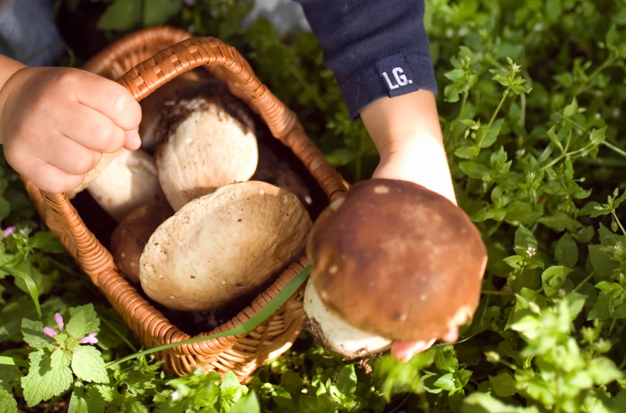 Co się stanie, jeśli zjemy robaczywego grzyba? Sprawdź, zanim trafisz na coś nieprzyjemnego!