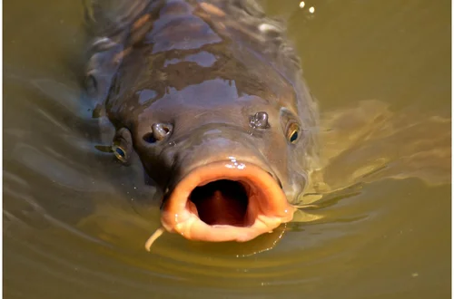 Ile w tym roku kosztuje karp? Zaskakująca informacja dla konsumentów!