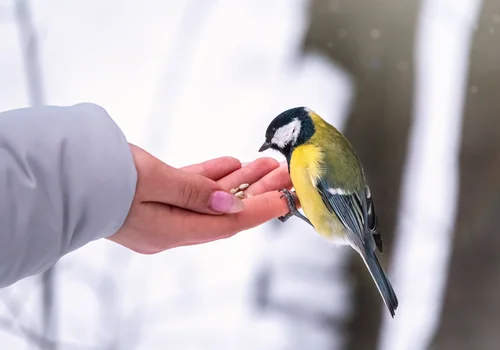 Jedzą, ale słabną? 5 objawów, że podajesz ptakom zły pokarm