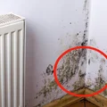 Pleśń a zdrowie – 7 sygnałów mówiących o chorobie spowodowanej pleśnią!
