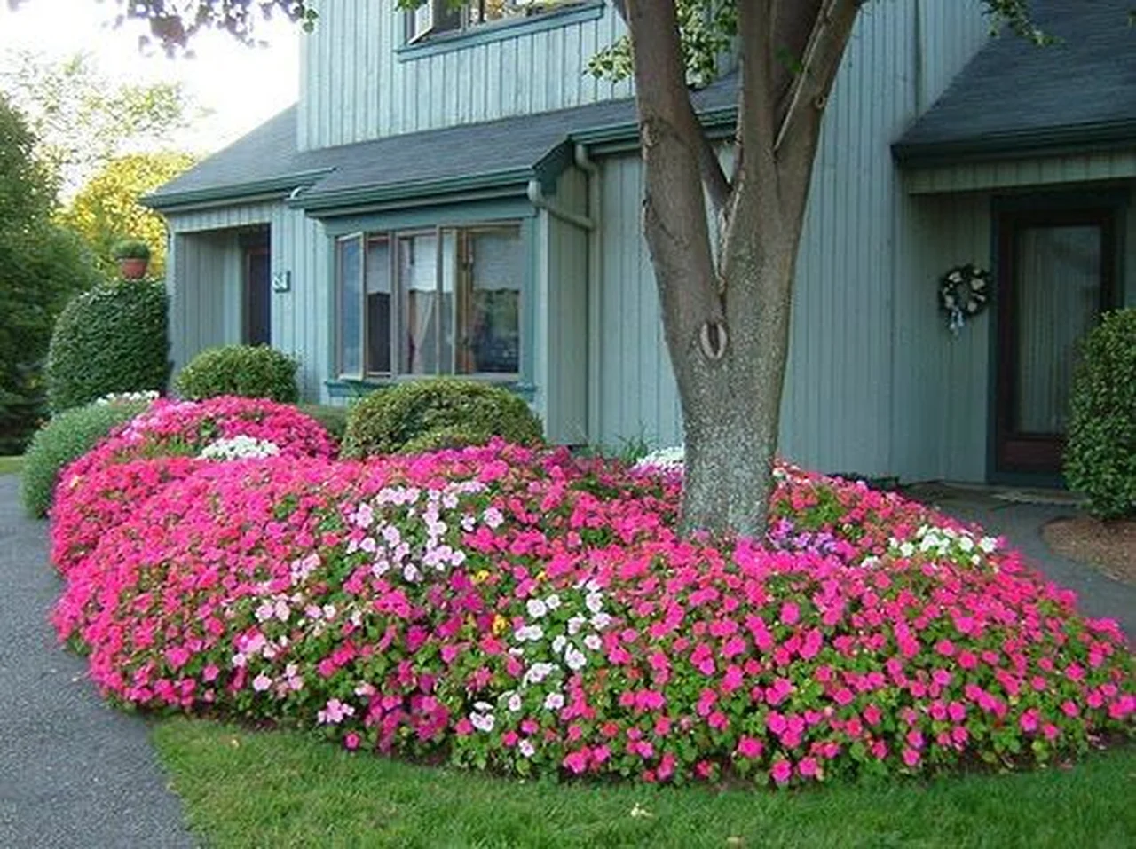 Kwiaty przed domem