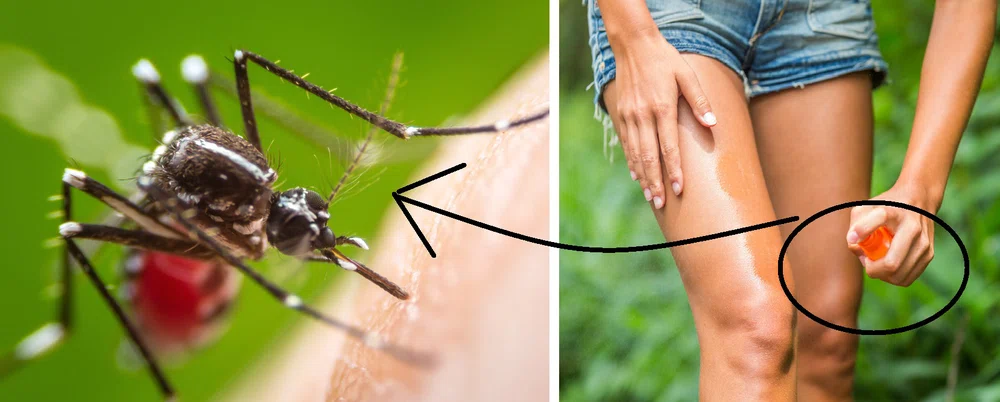 Jakie zapachy odstraszają komary?  Najskuteczniejsza broń
