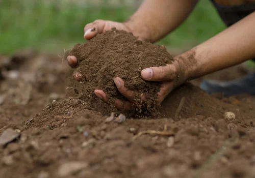 Świętujmy razem Światowy Dzień Gleby: Dlaczego jest to tak ważne?