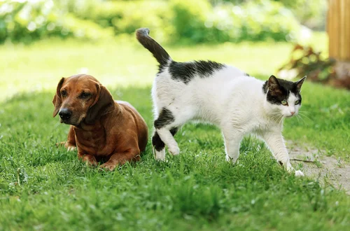 Bez tego nawet 5 tys. zł kary! Nadchodzi nowy obowiązek dla właścicieli psów i kotów