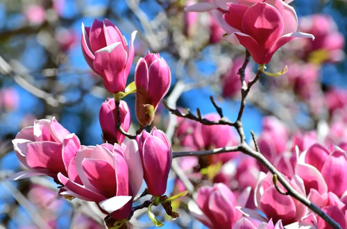 Magnolia już kwitnie! Czy może uczulać i powodować objawy, których nie podejrzewasz?