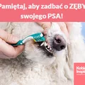 Pamiętaj, aby zadbać o ZĘBY swojego PSA!