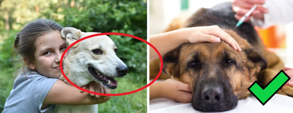Wszystko na temat szczepień psa, o których powinien wiedzieć właściciel!