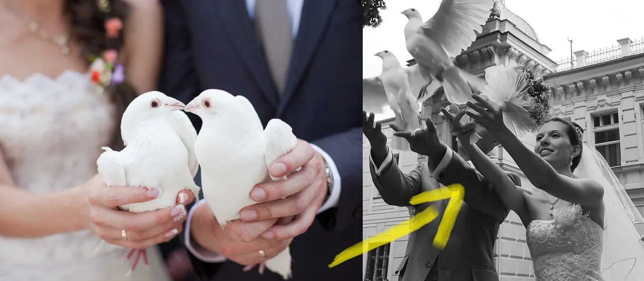 Puszczanie gołębi podczas ślubu - dlaczego nie jest to dobry pomysł?