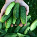 Nie wyrzucaj gorzkich ogórków! Ten domowy trik zmieni ich smak na lepsze!