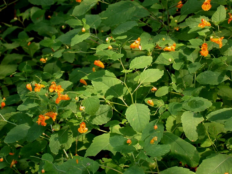 Zdjęcie Uwaga działkowcy: Te rośliny mogą zniszczyć ogród i portfel! Lista zakazanych gatunków została poszerzona #4