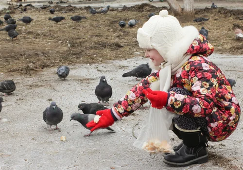 Zacznij i skończ w odpowiednim momencie! Kiedy dokarmianie ptaków robi więcej szkody niż pożytku?
