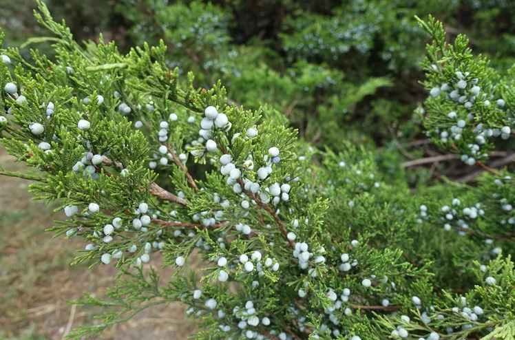 Zdjęcie Uprawiamy ją w doniczkach, a jest silnie toksyczna! Sanepis wydał ważny komunikat z ostrzeżeniem #4