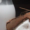 Jak zrobić mleko kokosowe?
