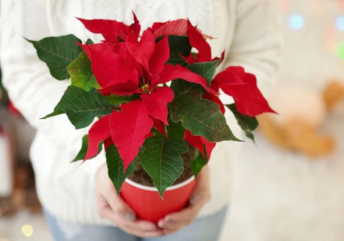 Już nie klasyczna czerwona gwiazda betlejemska! Teraz ta odmiana podbija świąteczne polskie stoły