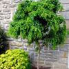 Piękne drzewko - robinia akacjowa
