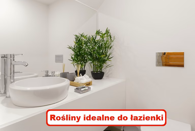 Nie masz OKNA w ŁAZIENCE? Zobacz które rośliny nie potrzebują słońca!