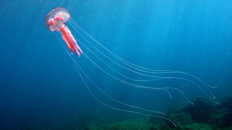 Spotkanie z meduzą "oko w oko"