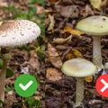 Wysyp kani w pełni! Tylko nie pomyl jej z groźnym sobowtórem. Nie ryzykuj zdrowia!