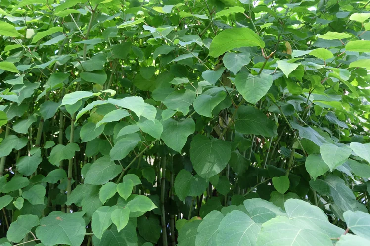 Zdjęcie Uwaga działkowcy: Te rośliny mogą zniszczyć ogród i portfel! Lista zakazanych gatunków została poszerzona #3