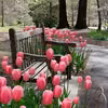 Tulipany w parku