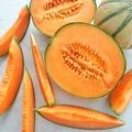 Jak wybrać świeżego i dojrzałego melona?