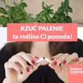Chcesz rzucić palenie? Ta roślina Ci w tym pomoże!