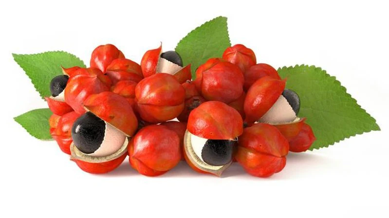 Guarana nie tylko na odchudzanie