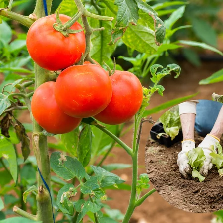 Posadź TĘ roślinę obok pomidorów, a zbiory przerosną Twoje oczekiwania!