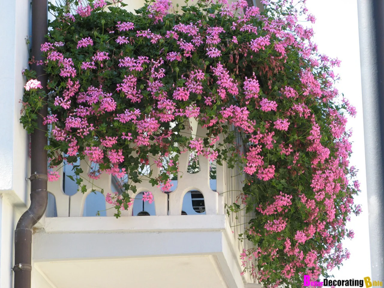 Wspaniałe kwiaty na twój balkon