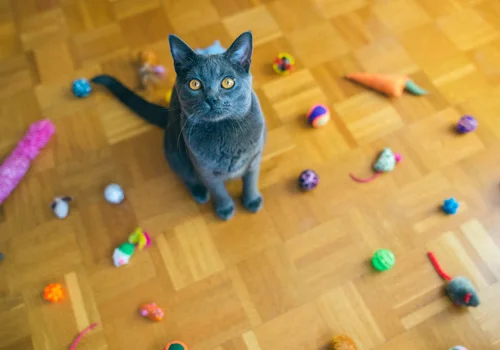Jak dobrać odpowiednie zabawki dla kota?