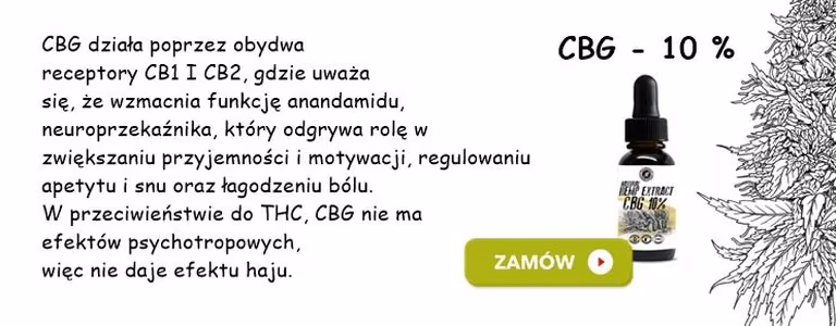 Co to jest CBG? Kannabigerol to perspektywa na przyszłość